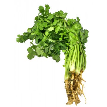 CULANTRO CASTILLA UNIDAD