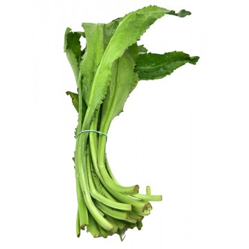 CULANTRO COYOTE UNIDAD