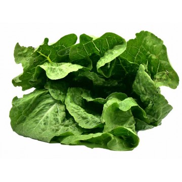 LECHUGA AMERICANA ORGANICA