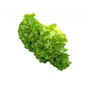 LECHUGA UNIDAD